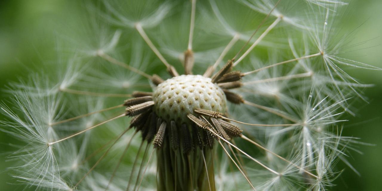 蒲公英（蒲公英的花语和象征意义解析）