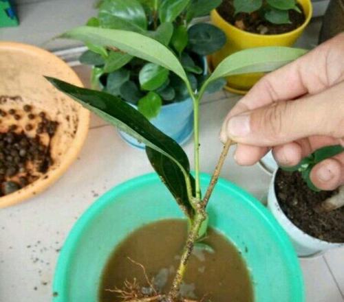 怎样救活萎蔫的满天星花（解决满天星花萎蔫问题的有效方法）