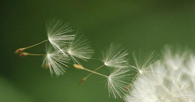 蒲公英的花语与寓意（探寻蒲公英的内涵与象征）