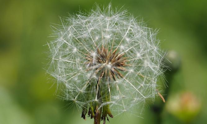 蒲公英花的象征意义及美丽传承（自由）