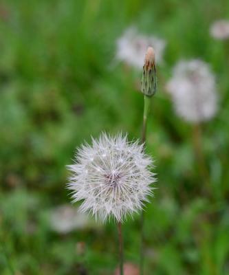 蒲公英花的象征意义及美丽传承（自由）