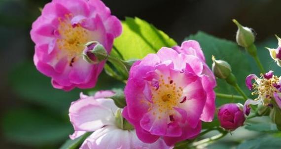 蔷薇花语与寓意（绽放在爱与美的园林中）