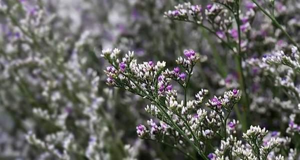 以情人草的花语和寓意（爱情的象征）