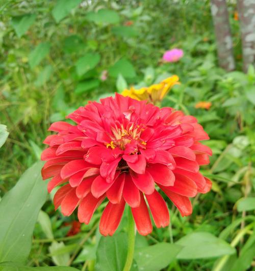 球菊花语与寓意（探寻球菊的美丽语言）