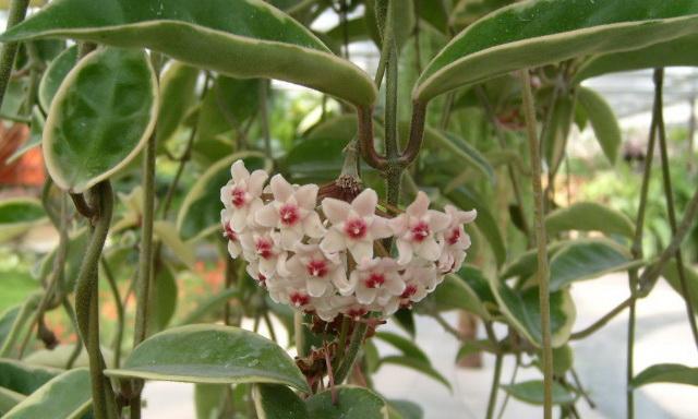 以球兰开花的寓意与象征（祝福与繁荣的希望之花——以球兰开花）
