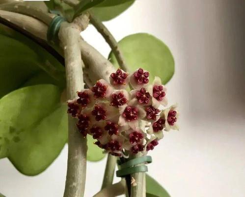 以球兰开花的寓意与象征（祝福与繁荣的希望之花——以球兰开花）