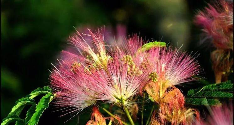 绒花之美（绒花的神秘语言与深意）