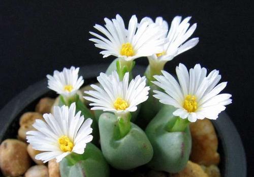 生石花开花的寓意及含义（以生石花开花的意义和象征）