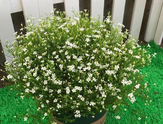 满天星的养护技巧与寿命（从植株选购到日常养护）
