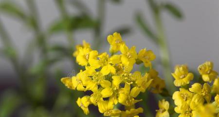 十字花科代表植物的主要特征（解读十字花科植物的形态与特性）