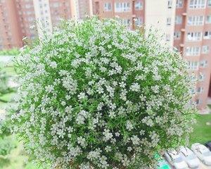 如何正确上盆和养护满天星（满天星的盆栽时间和注意事项）