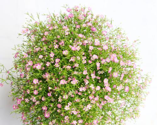 满天星究竟是什么（草本植物还是其他）