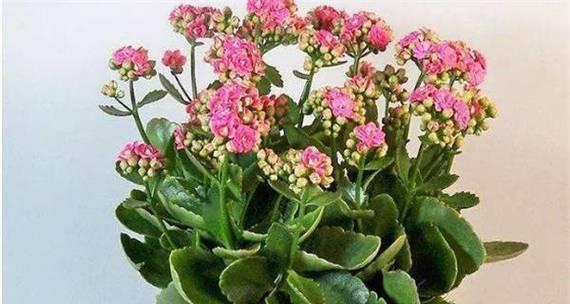 长寿花的寓意与传说（探索长寿花的象征意义与文化背景）