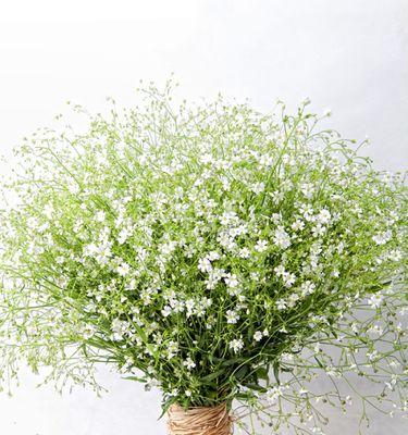 满天星的植物分类及特点（花卉类植物中的满天星）