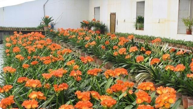 以菊花代表诚信——探讨诚信的重要性和影响（品德的象征与生活的指引——菊花与诚信的关联）