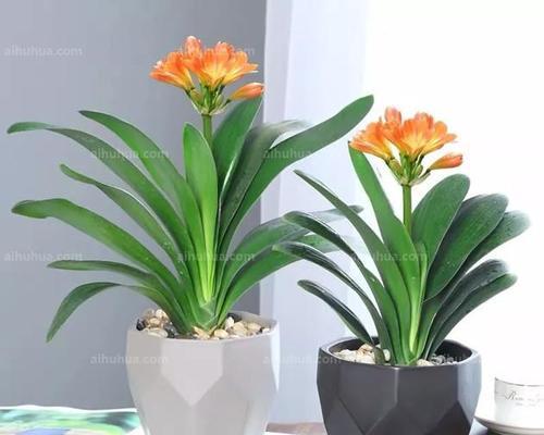 以菊花代表诚信——探讨诚信的重要性和影响（品德的象征与生活的指引——菊花与诚信的关联）
