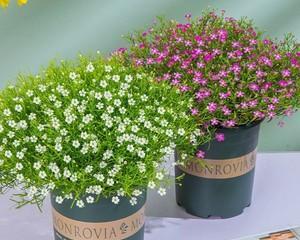 满天星植物全面解析（探究满天星属于什么类别植物）