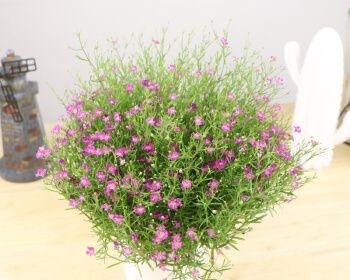 满天星植物全面解析（探究满天星属于什么类别植物）