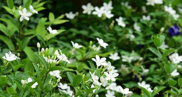 纯洁之花——探寻纯洁的象征（以白莲花为代表的纯洁之美）