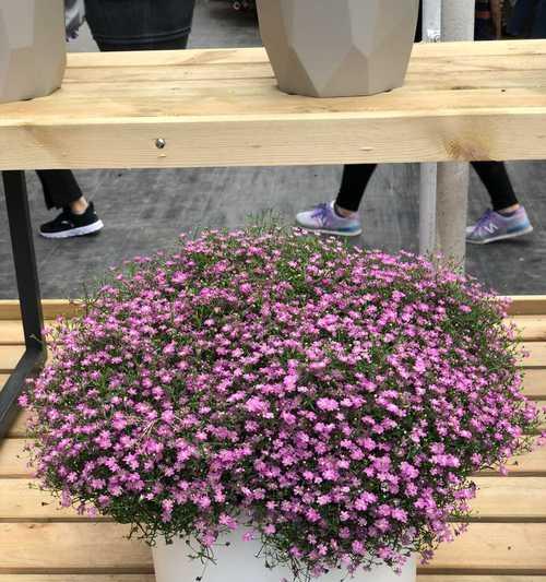如何种植适合满天星的土（科学选择土壤）
