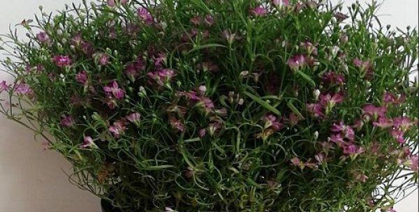 满天星的种植方法和注意事项（打造浪漫花园的必备之选）