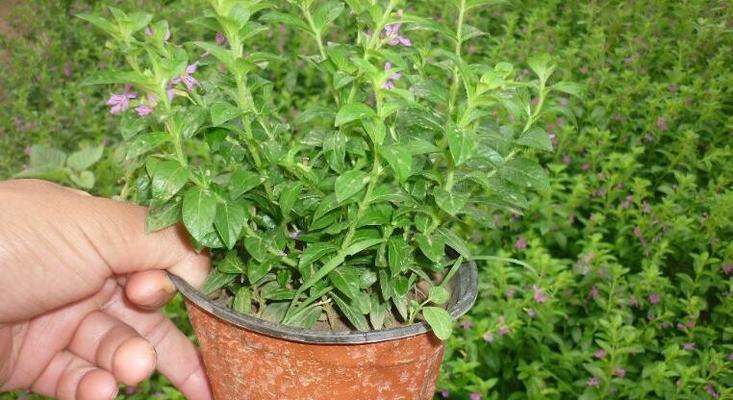 满天星的种植方法和注意事项（打造浪漫花园的必备之选）