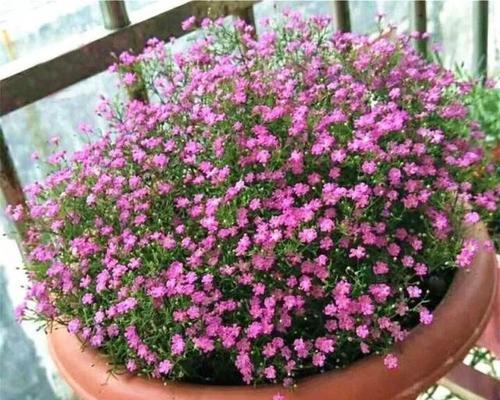 如何科学浇水，让满天星夏季茁壮成长？