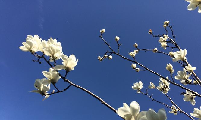 花语中的孤傲清冷（探寻寂寞花海）