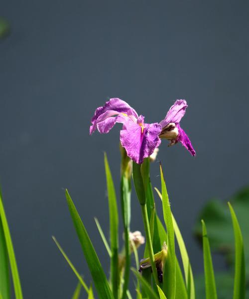 花语中的孤傲清冷（探寻寂寞花海）