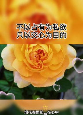 以菊花代表红颜知己（唯美友情的花朵盛开）