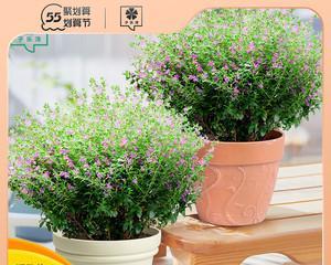 满天星的花盆选择指南（如何用合适的花盆为满天星添色）