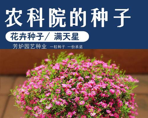 满天星种子的相关知识（探究满天星的生长过程及其种子特点）