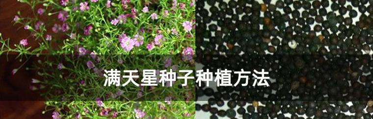 满天星的繁殖和栽培技术（从种子到开花）