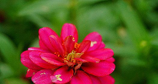 以菊花代表快乐（花开笑颜）