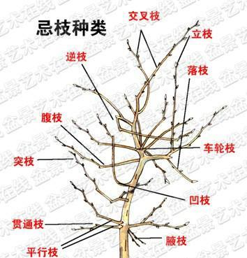 满天星的剪枝技巧（时间与方法详解）