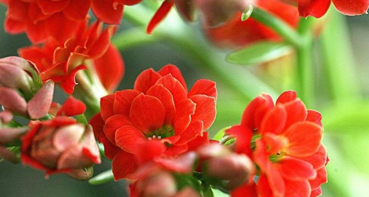 以菊花代表快乐（花开笑颜）