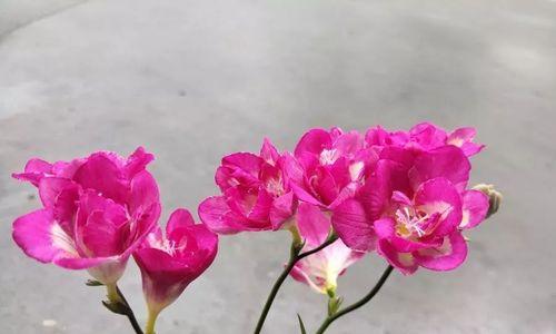 花开梦想，绽放生命（用花朵的语言）
