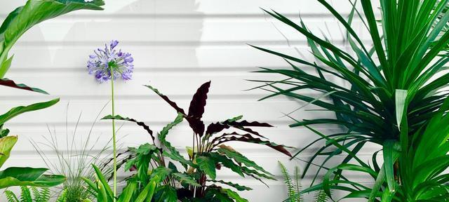 花开梦想，绽放生命（用花朵的语言）