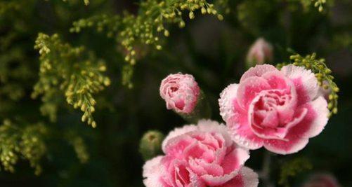 花开伴母爱（以花为媒）
