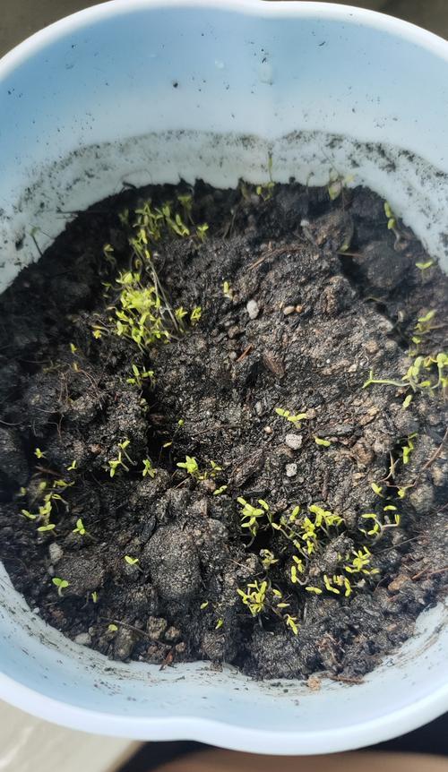 如何催芽满天星种子（轻松掌握种植技巧）