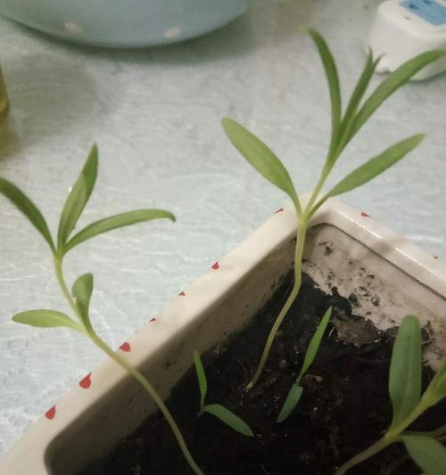 满天星种子的发芽时间（探究满天星种子发芽的时间及影响因素）