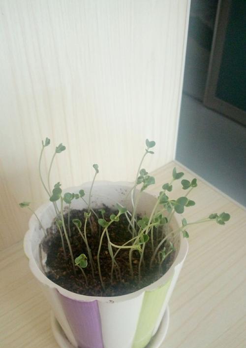 满天星种子的发芽时间（探究满天星种子发芽的时间及影响因素）