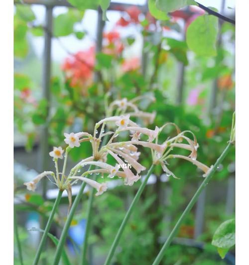 柔弱娇贵的花朵（娇艳如霞）