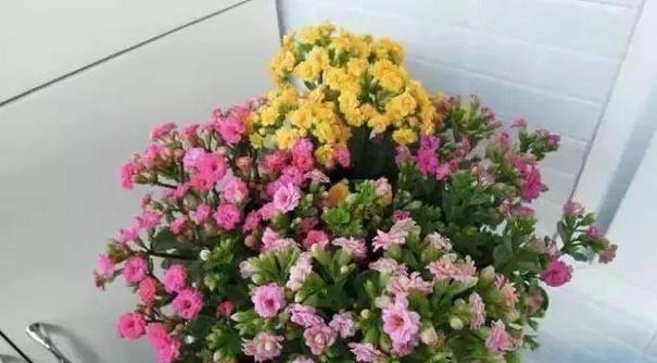 以百合花代表善良——善良之美在我们心间绽放（用花朵诉说纯真与善良）
