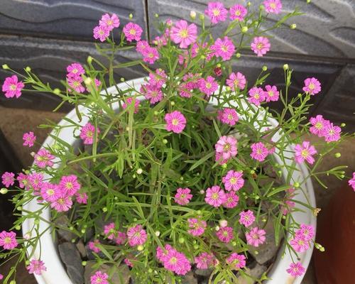 如何种植满天星种子（简单步骤教你成为满天星种植专家）