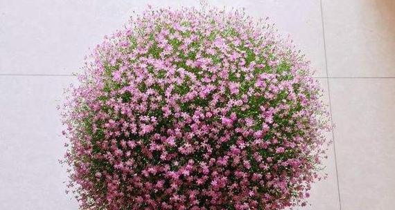 如何种植满天星种子（简单步骤教你成为满天星种植专家）