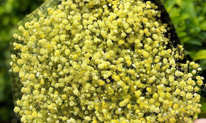 满天星种子的种植方法（从选种到细节）