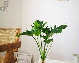 蔓绿绒的水培技巧（如何在家种出美丽的蔓绿绒）