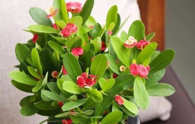 花语之守护（以不同花朵的象征意义探讨守护的含义）