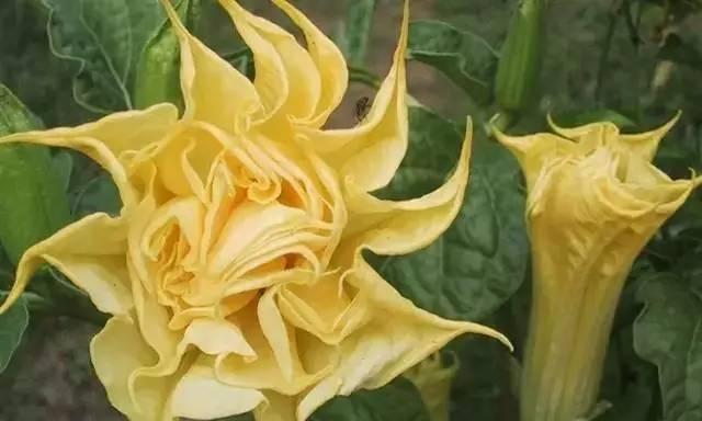 花朵中的死亡（探索以花朵代表死亡的象征意义）